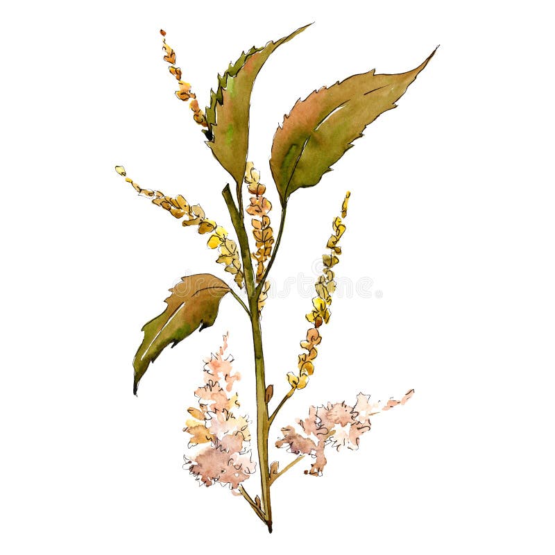 Brown chesthut leaf. Watercolor background illustration set.. Isolated leaves illustration element. Brown chesthut leaf. Leaf plant botanical garden floral royalty free stock images Brown chesthut leaf. Watercolor background illustration set.. Isolated leaves illustration element. Brown chesthut leaf. Leaf plant botanical garden floral royalty free stock images