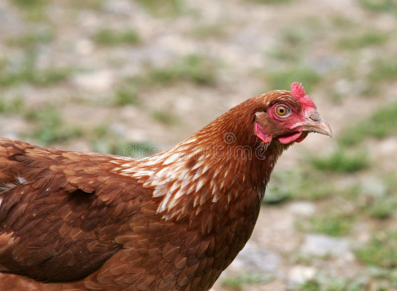 Brown chicken royalty free stock photo
