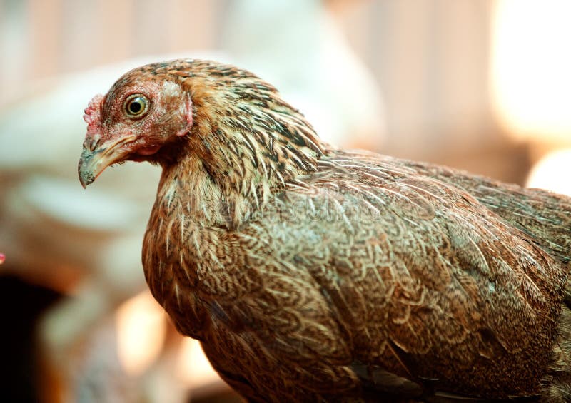 Brown Chicken stock photo. Image of live, rooster, outdoor 8023234