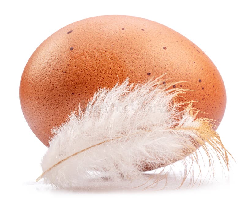 Brown Chicken Egg and Chicken Feather Isolated on White Background