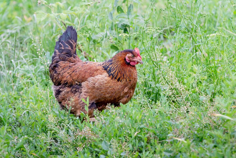The Brown Chicken Goes on the Grass in the Garden of the Farm_ Stock