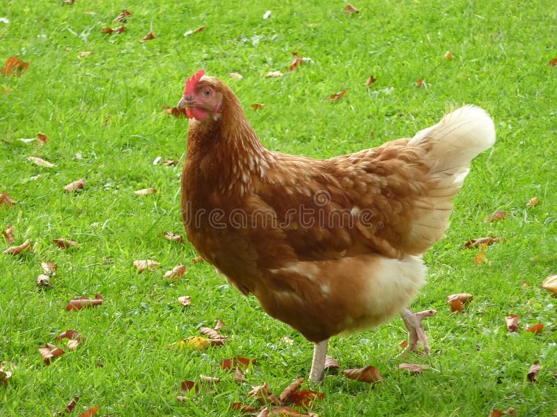 Brown Chicken in grass