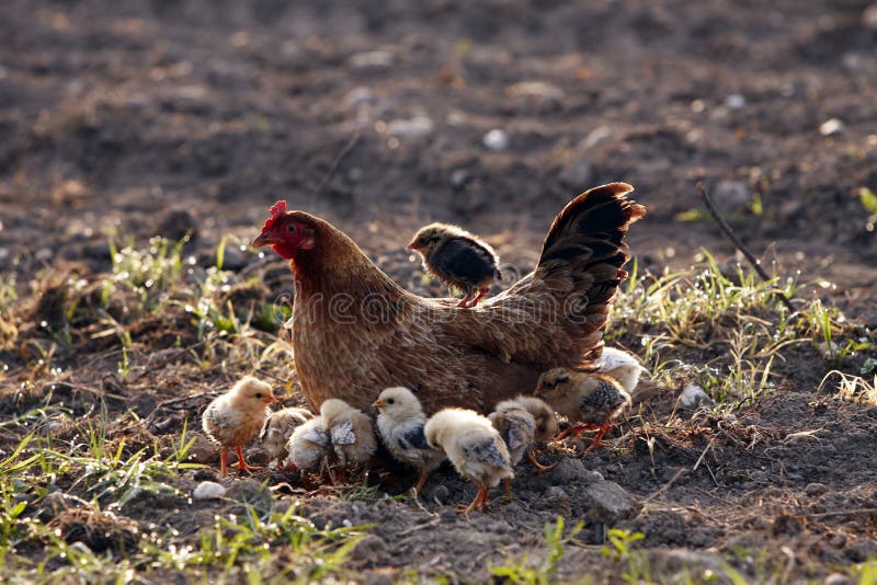 Marrone Gallina con i pulcini quando si cammina in una mattina di traino.