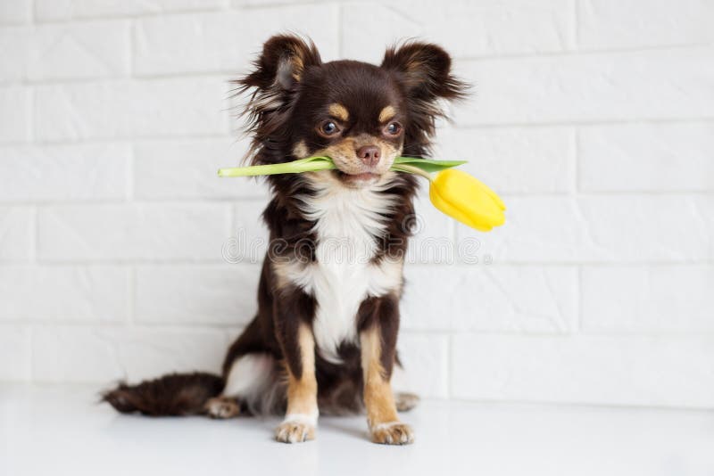 Chihuahua Dog Holding Flower Photos Free Royalty Free Stock Photos From Dreamstime Chihuahua Dog Holding Flower Photos Free Royalty Free Stock Photos From Dreamstime