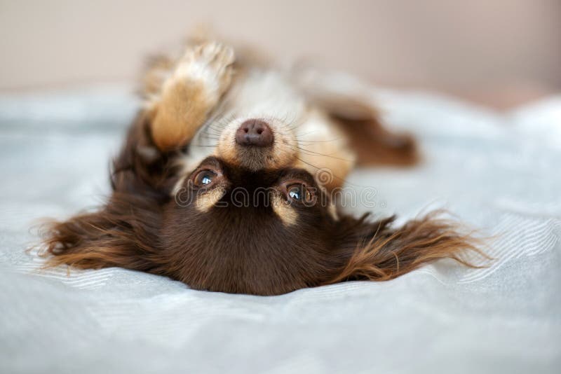 Brown Chihuahua Dog Lying Upside Down on the Bed Indoors Stock Photo