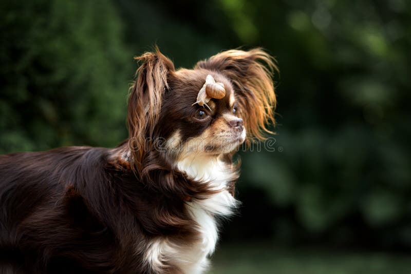 Chihuahua Dog Portrait with Snail on Her Head Stock Image Image of