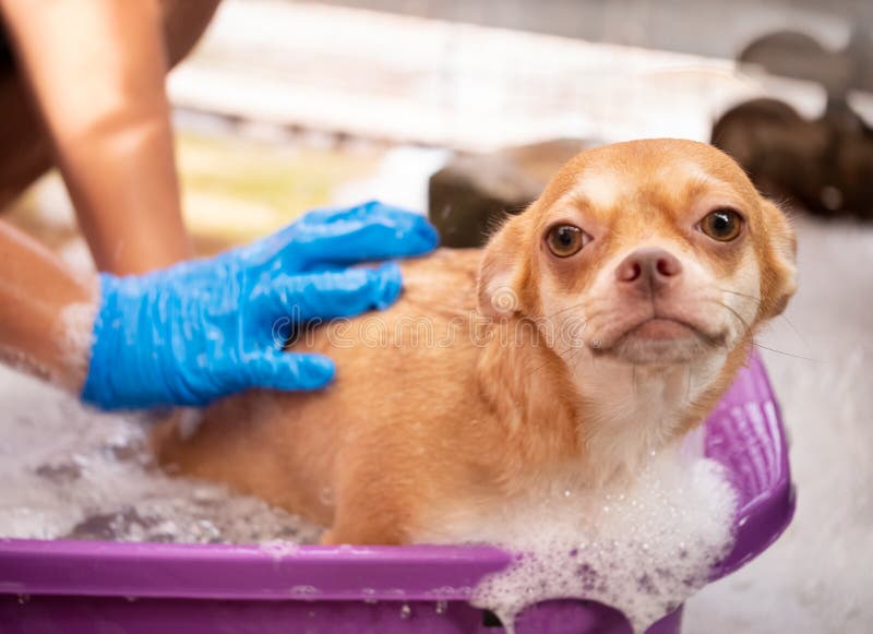 Chihuahua Dog Taking a Shower at Home Stock Photo Image of animal