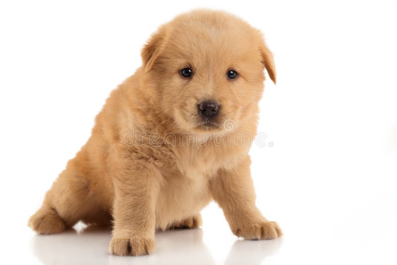 Brown Chow Chow Puppy Stock Image Image Of Puppy Chinese