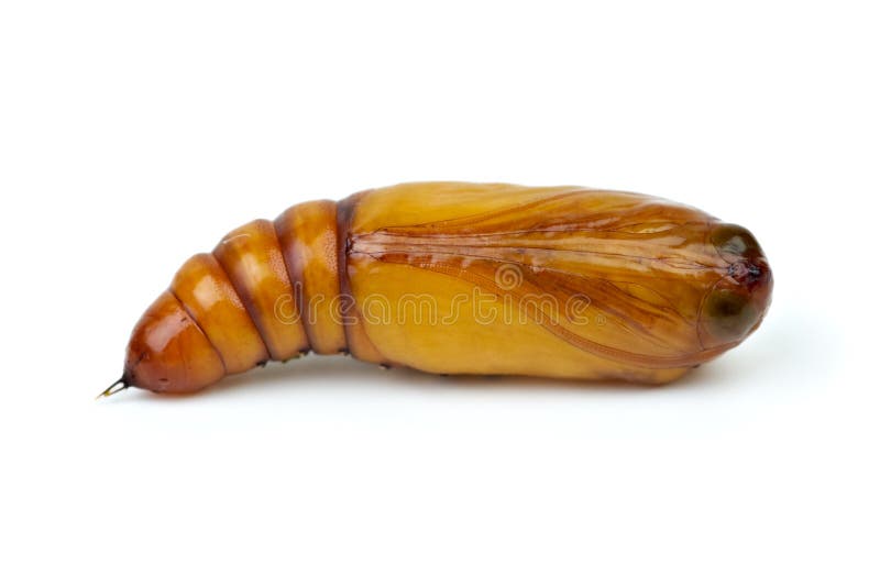 Brown chrysalis close-up royalty free stock photography Brown chrysalis close-up royalty free stock photography