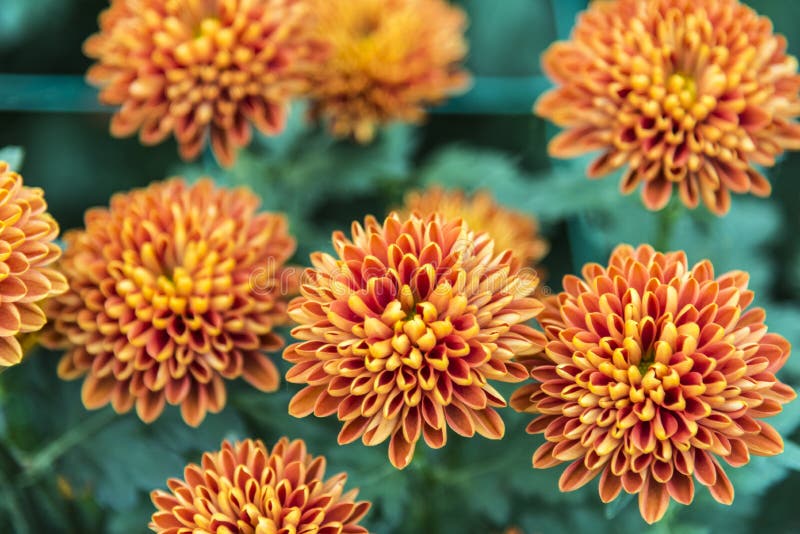 Beautiful Brown Chrysanthemum Petals Stock Image Image of fluffy