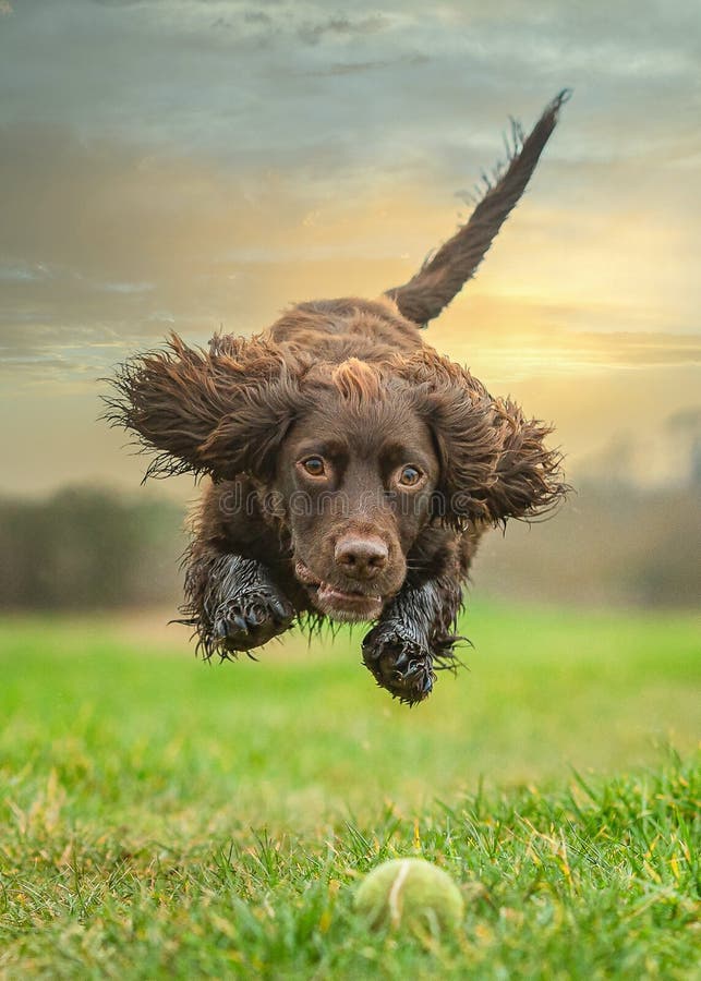 Brown Cocker spaniel dog jumping for tennis ball sunset sky