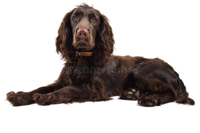 Brown cocker spaniel dog looking