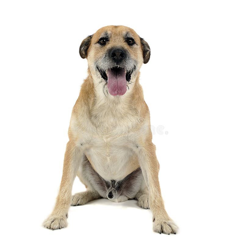 Brown color wired hair mixed breed dog in a white studio