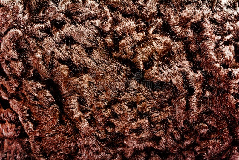188 Astrakhan Fur Stock Photos - Free & Royalty-Free Stock Photos from Dreamstime 188 Astrakhan Fur Stock Photos - Free & Royalty-Free Stock Photos from Dreamstime