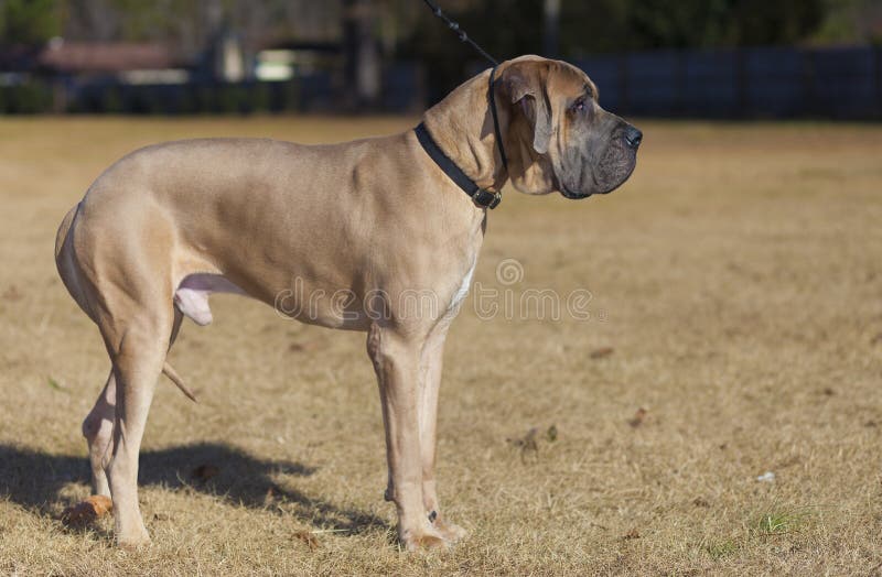 Male Tan Great Dane Purebred Stock Image Image of trees, ears 118884233