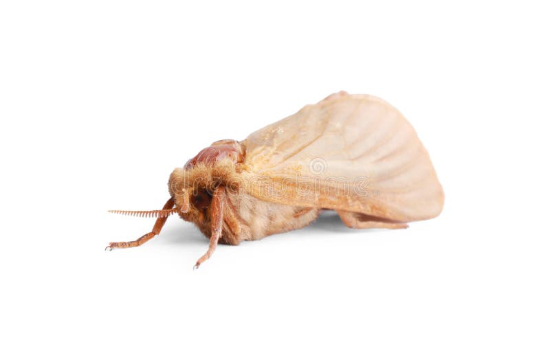 Brown Common Clothing Moth Isolated on White Stock Photo - Image of ...