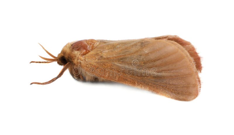 Brown Common Clothing Moth Isolated on White Stock Image - Image of ...