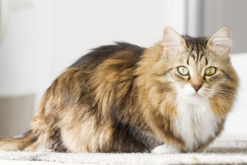 Brown con il gatto bianco immagine stock Brown con il gatto bianco immagine stock