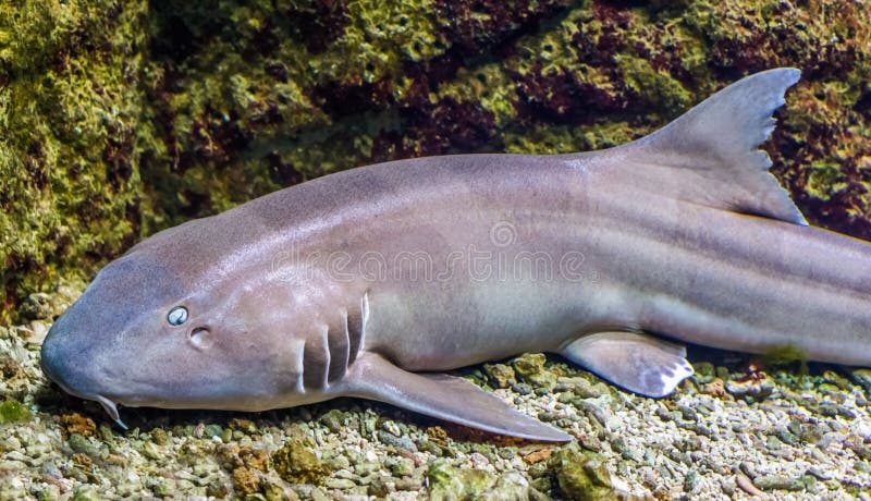 Brown congregó el tiburón de bambú en el primer, pescado tropical del océano indo-pacífico foto de archivo libre de regalías