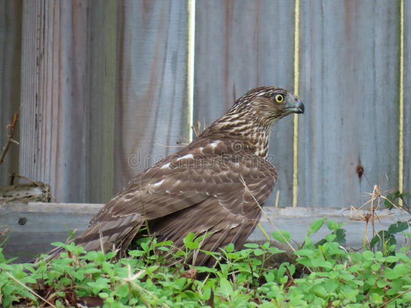 Cooper S Hawk Hunting in the Yard in Florida Nature Stock Image Image