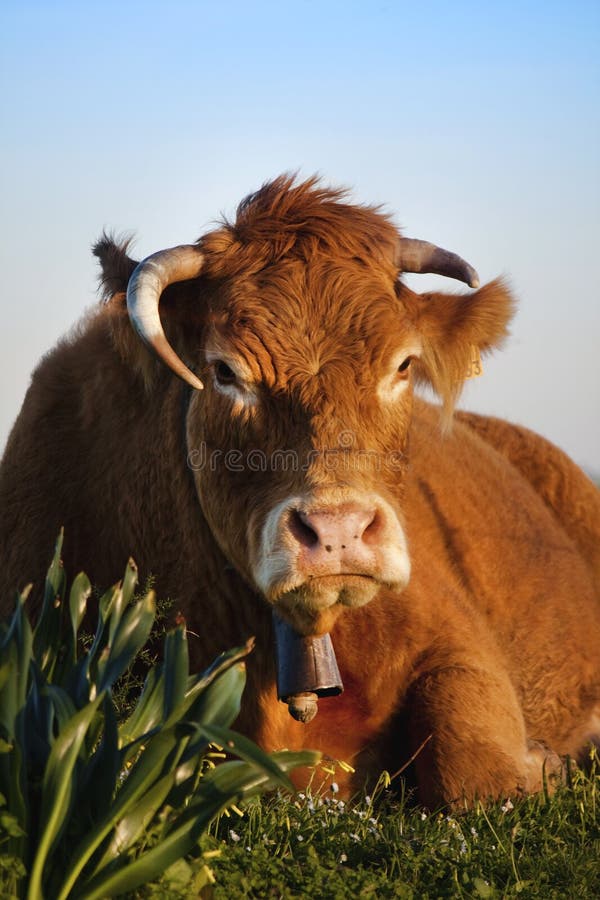 Brown cow