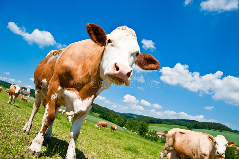 Brown Cow in Austrian Landscape