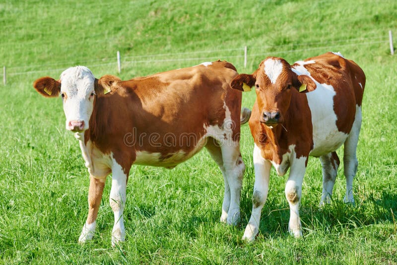Brown cow calf on green pasture stock photos