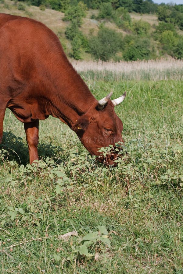 Brown cow eating grass