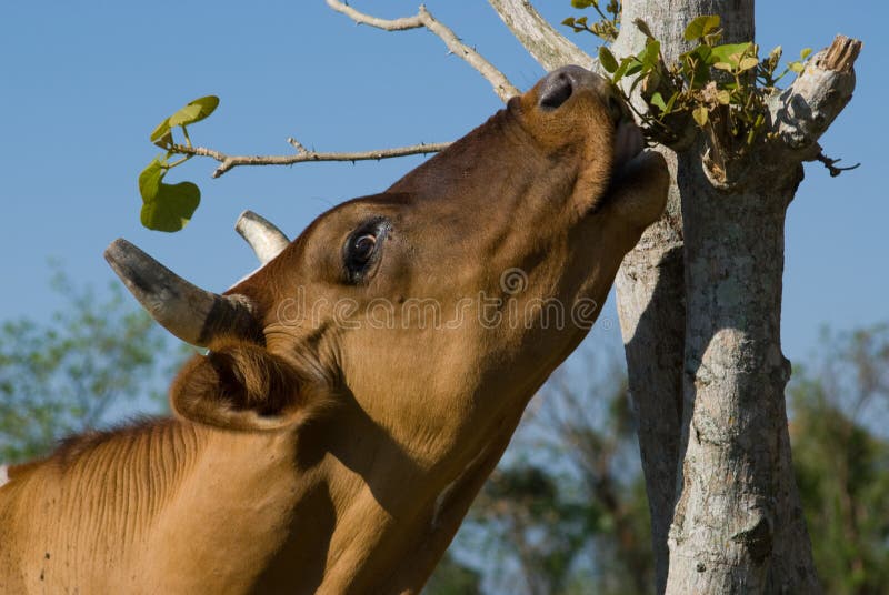 Brown cow eating leafes