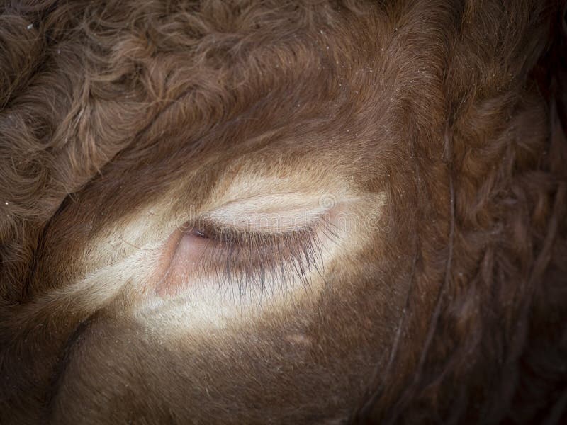 A Brown cow eye in the detail royalty free stock photos