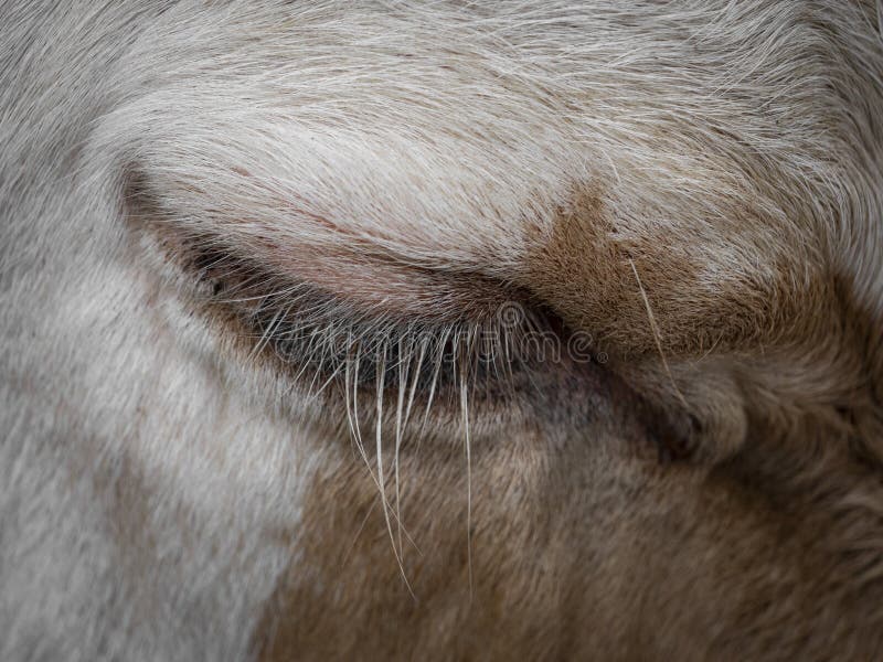 A Brown cow eye royalty free stock photo