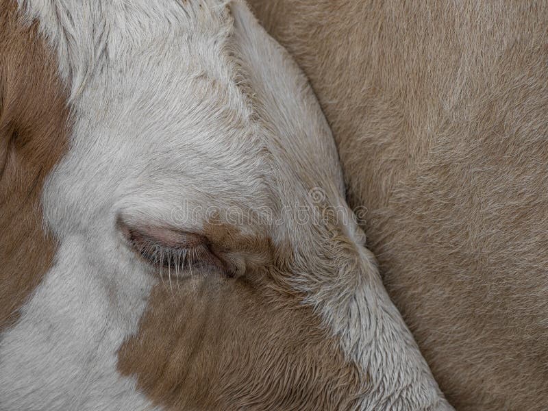 A Brown cow eye stock photography