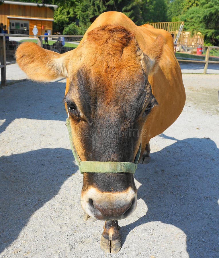 Brown Cow on the Farm close up. Brown Cow on the Farm close up.