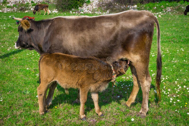 Brown cow feeds a its baby calf with milk in nature. The calf drinks milk.Marmaris, Kumlubuk, Turkey. royalty free stock image Brown cow feeds a its baby calf with milk in nature. The calf drinks milk.Marmaris, Kumlubuk, Turkey. royalty free stock image