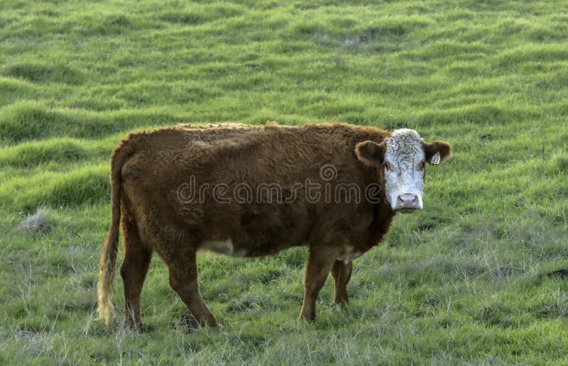 Brown Cow Grazing In Pasture In Northern California Stock Image Image