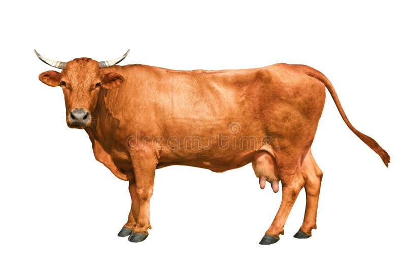 Brown Cow Isolated On A White Stock Image - Image of cattle, standing:  159600345