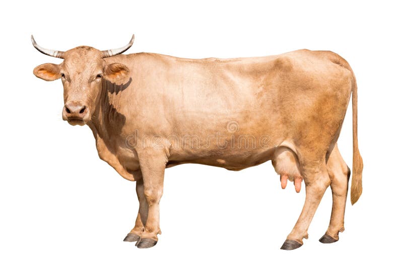 Brown Cow Isolated On A White Stock Image - Image of isolated, funny:  159600057