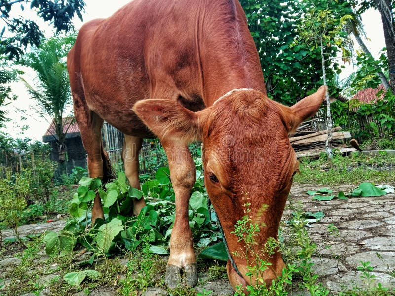The Brown Cow that is Meaning Grass during the Day Stock Photo Image of animal, farm 225651282