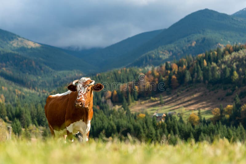 Brown cow on pasture in mountains