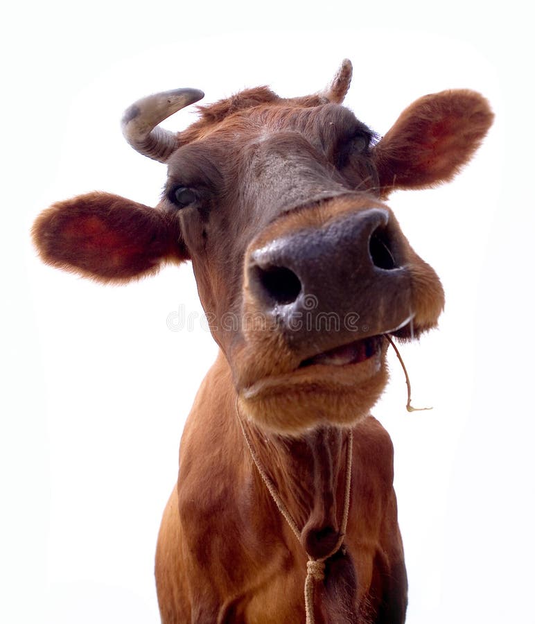 Ritratto di mucca marrone masticando un filo d'erba, isolato su sfondo bianco.