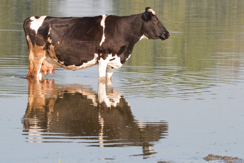 The brown cow standing in river