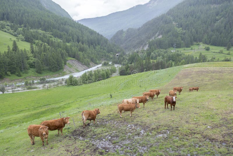 Brown cows in mountain meadow near vars in alps of haute provence