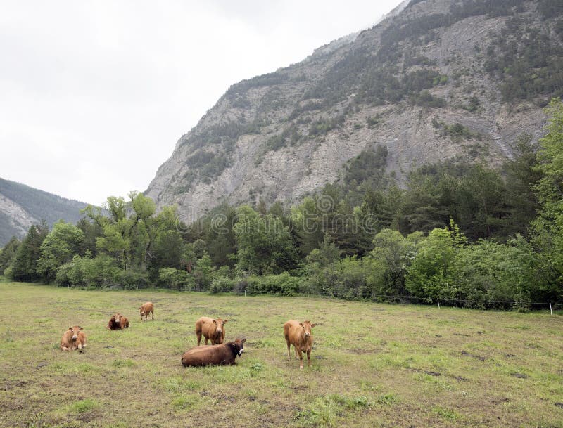 Brown cows in mountain meadow near vars in alps of haute provence