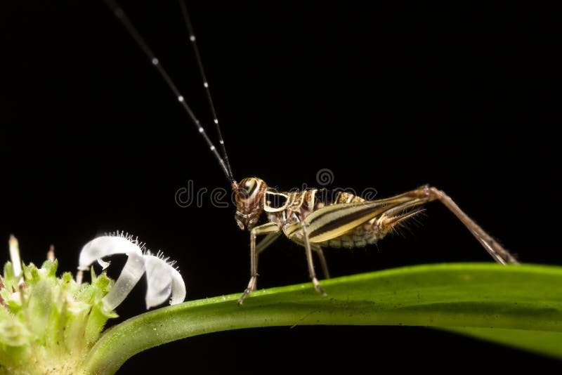 Brown Cricket side Macro