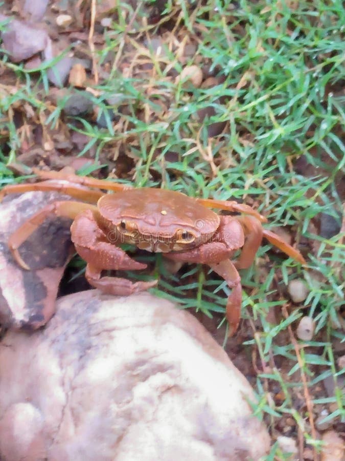 Crab on a sea grass stock image. Image of plant, crustacean 165308523