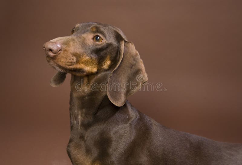 Brown dachshund