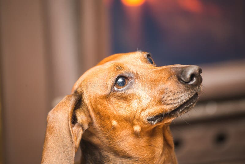 Brown Dachshund in Bright Light Stock Photo - Image of breed, cute ...