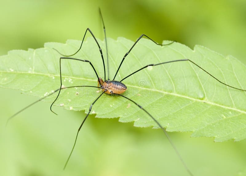 Very long legs hi-res stock photography and images - Alamy