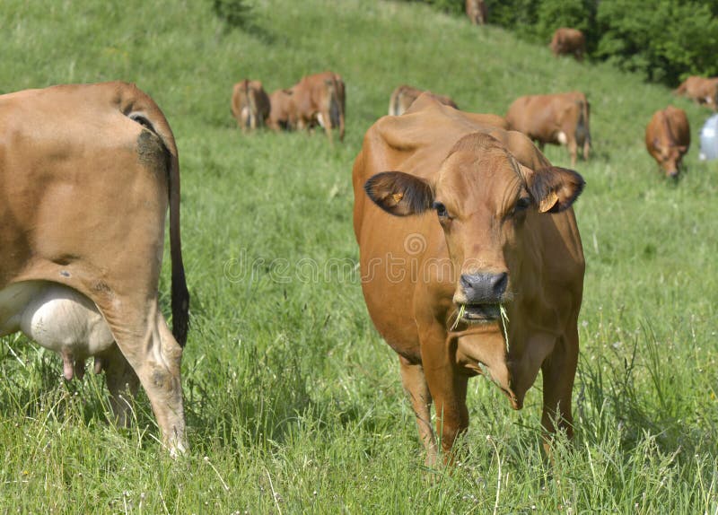 Livestock of Brown Dairy Cows in Greenery Alpine Pasture Stock Image