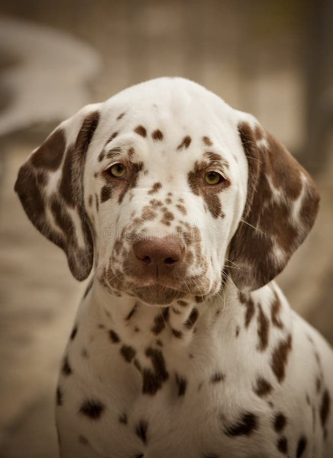 Brown Dalmatian Puppy Portrait Stock Image Image of